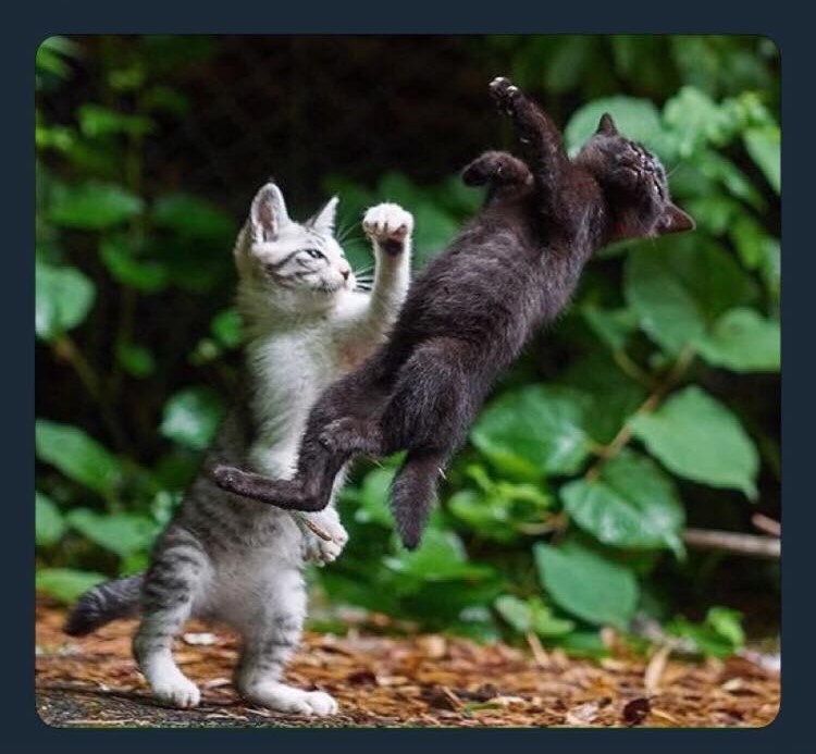 28575892_1627940993956838_3201227765073572589_n (2)